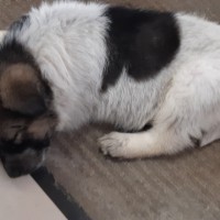 Найден щенок, окрас белый с черными пятнами
