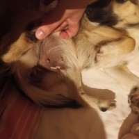 Найдена собака (щенок)