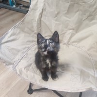 Ищу добрые руки