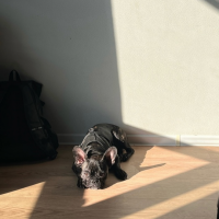 Потеряно:  щенок собака