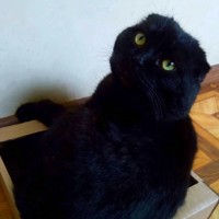Вислоухий чёрный кот