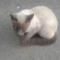 Найдена кошка, окрас серый