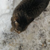 Найден кот\кошка, окрас серо-черный, полосатый