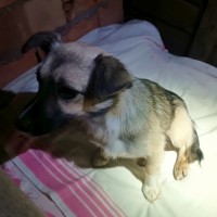 Найдена собака (щенок)