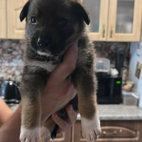 Отдам в добрые руки:  ручки щенков