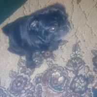 Найдена собака, порода мопс, окрас черный