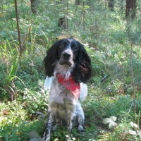 Пропала собака, порода русский охотничий спаниель, окрас черно-белый