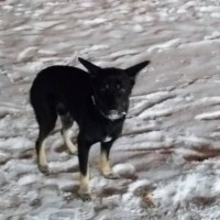Пропала собака, окрас черный с белыми пятнами