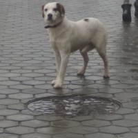 Найден пёс, окрас белый с коричневыми пятнами
