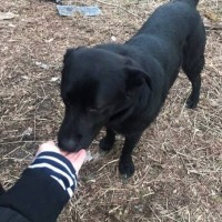 Найден пёс,  окрас черный