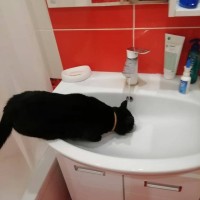 Найдена кошка, окрас черный с белым галстучком