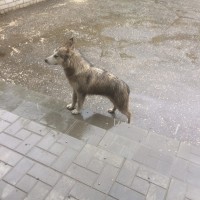 Найдена собака, предположительно хаски