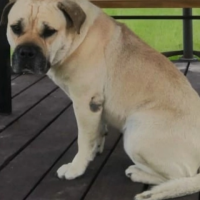 Потеряно:  собака собака