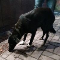 Найдена собака, окрас черный с белыми лапками