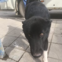 Найден пёс, окрас черный с белыми лапами