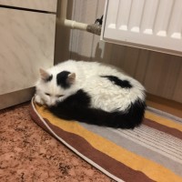 Найден кот, окрас бело-черный