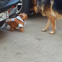 Пропала собака, порода немецкая овчарка