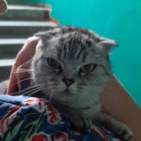 Найдена кошка, окрас серый, полосатая