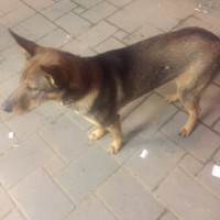 Найдена собака, окрас коричнево-бежевый