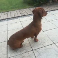 Найден пес, порода такса, окрас коричневый