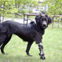 Отдам в добрые руки:  собака