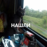 Потеряно:  кошка кошка