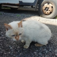 Найдена кошка, окрас серый с рыжими ушами и хвостом