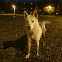Найден пес\собака, порода хаски, окрас серо-белый