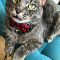 Потеряно:  кот кот