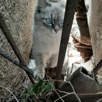 Найдена кошка, порода невская маскарадная