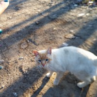 Найден кот, окрас белый с рыжими пятнами