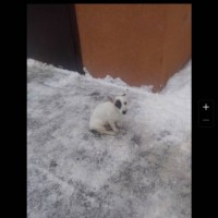 Найдена собака, окрас белый с коричневыми пятнами