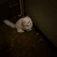 Найден кот, окрас белый, пушистый
