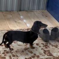 Найдено:  девочка ошейником