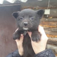 В добрые руки, щенки, окрас смешанный