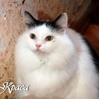 В добрые руки, коты и кошки