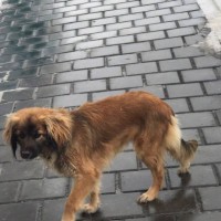 Найдена собака, окрас коричневый