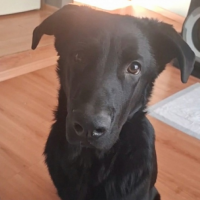 Потеряно:  собака