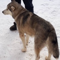 Найдена собака, окрас черно-коричневый, белые лапы