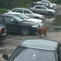 Найден пёс, окрас коричневый