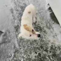 Найдена собака, окрас бело-рыжый