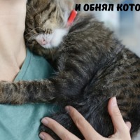 В добрые руки, котики