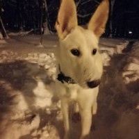 Найдена собака, окрас белый