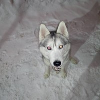 Найдена собака, окрас дымчато-белый