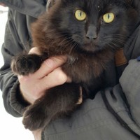 В добрые руки, кот, окрас черный