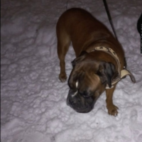 Найдено:  кобель собака