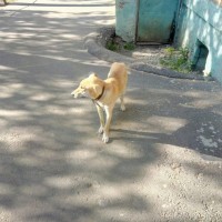Найдена собака, окрас светло-коричневый