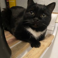 Пропала кошка Буся в Заречном микрорайоне