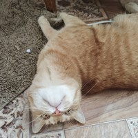 Пропала кошка!