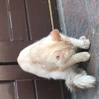 Найден кот, окрас светло-персиковый